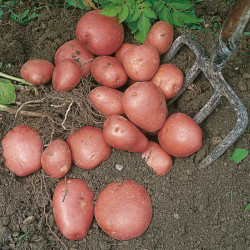 Seed Potatoes Red Duke of York 1kg