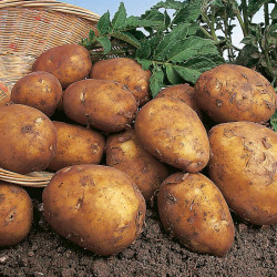 Seed Potatoes Rocket 1kg