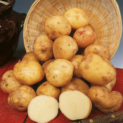 Seed Potatoes Cara 1kg