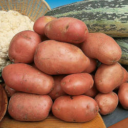 Seed Potatoes Desiree 1kg