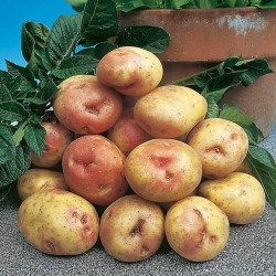Seed Potatoes King Edward 1kg