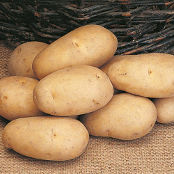 Seed Potatoes Maris Piper 1kg