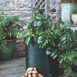 Seed Potatoes Bargain Patio Growing Kit