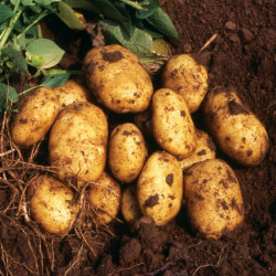Seed Potatoes Nicola 1kg (late)