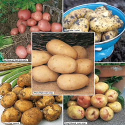 Seed Potatoes Suttons Premium Selection Exclusive Collection
