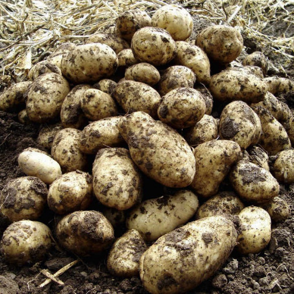 Buy Seed Potatoes Arran Pilot 1kg Online - Green plants & flowering plants