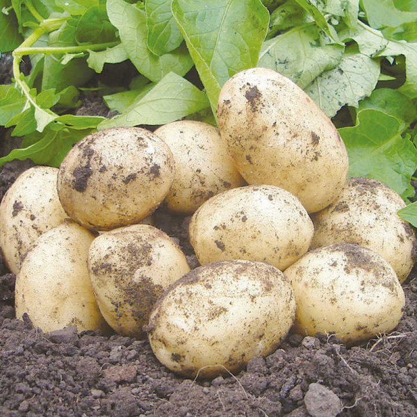 Buy Seed Potatoes Swift 1kg Online - Green plants & flowering plants