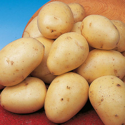 Seed Potatoes Winston 1kg