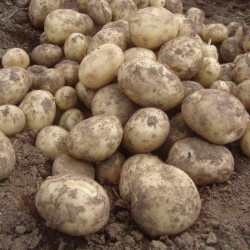 Seed Potatoes Gemson 1kg