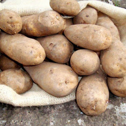 Seed Potatoes Golden Wonder 1kg