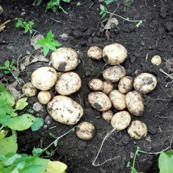 Seed Potatoes Kingsman
