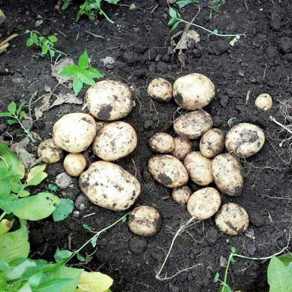 Buy Seed Potatoes Kingsman Online - Green plants & flowering plants