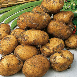 Seed Potatoes Maris Peer 5kg
