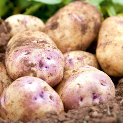 Seed Potatoes Kestrel 5kg