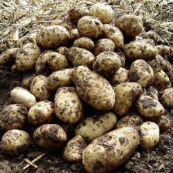 Seed Potatoes Arran Pilot 5kg