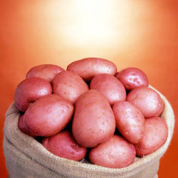 Seed Potatoes Blight Tolerant Collection