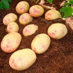 Seed Potatoes Vales Sovereign 1kg