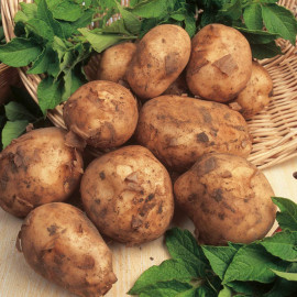 Seed Potatoes Maris Bard 1kg