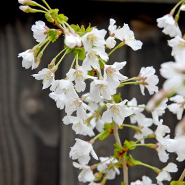Prunus Incisa Kojo No Mai