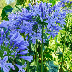 Agapanthus Africanus Blue