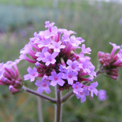 Verbena Lollipop