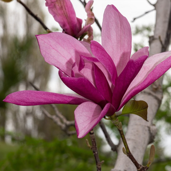 Buy Magnolia Galaxy Online - Green plants & flowering plants Buy Magnolia Galaxy Online - Green plants & flowering plants