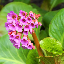 Bergenia Plant Purpurascens
