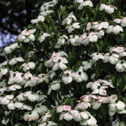 Cornus Kousa Teutonia