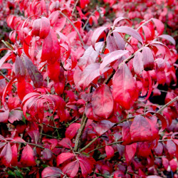 Euonymus Alatus Plant Compactus