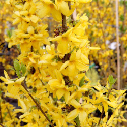 Forsythia Plant Goldrausch