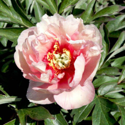 Paeonia Plant Itoh Canary Brilliants