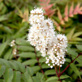 Shrub Plant Sorbaria Sorbifolia Sem