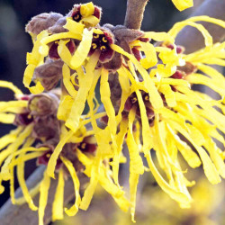 Hamamelis Int. arnold Promise