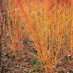 Cornus Plant Winter Beauty