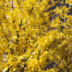 Forsythia Plant Weekend