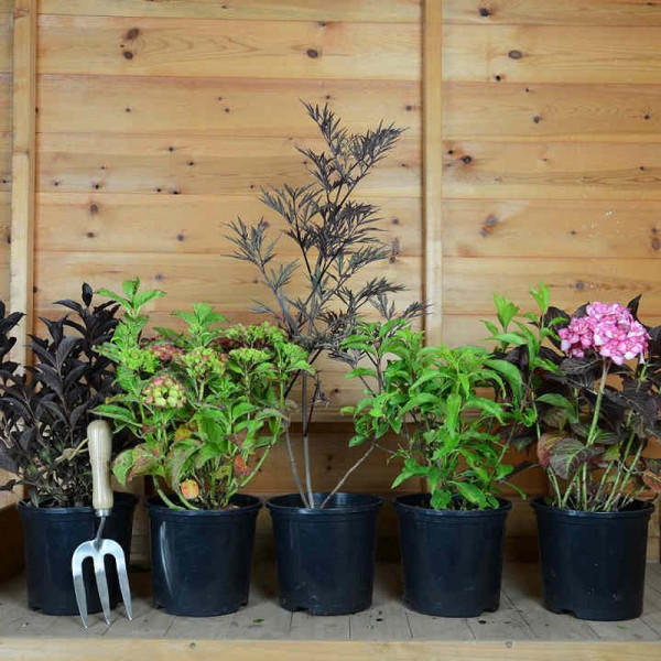 Buy Shrubs Our Selection Online - Green plants & flowering plants