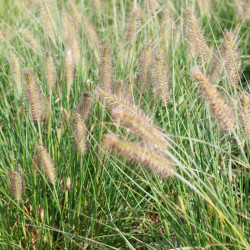 Pennisetum Alopecuroides Plant Hameln