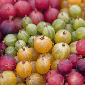 Gooseberry Plant Collection