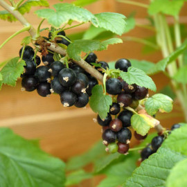 Blackcurrant (ribes) Ebony