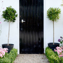 Bay Tree Medium Standard 70 80cm