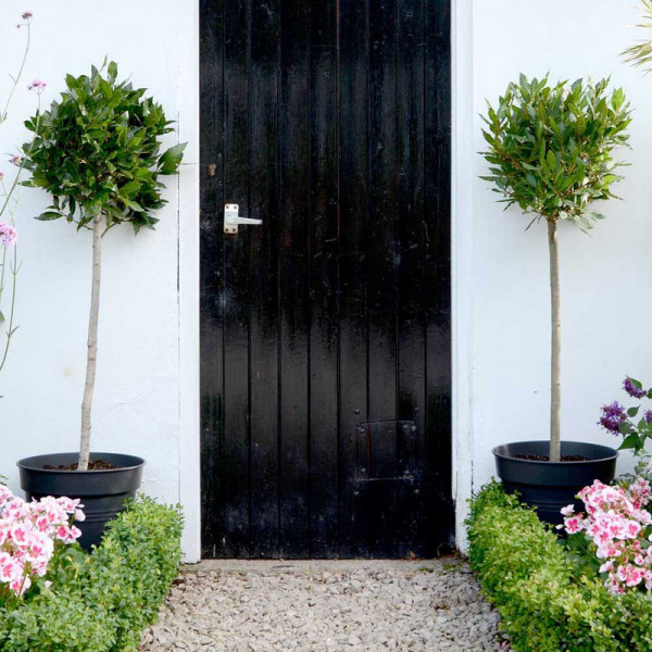 Buy Bay Tree Extra Large Standard 130 140cm Online - Green plants & flowering plants