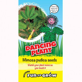 Sensitive Seeds Dancing Plant (mimosa Pudica)