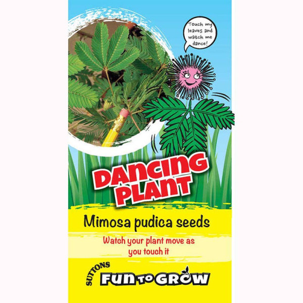 Buy Sensitive Seeds Dancing Plant (Mimosa pudica) Online - Plant Seeds