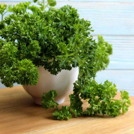 Parsley Seeds Grune Perle