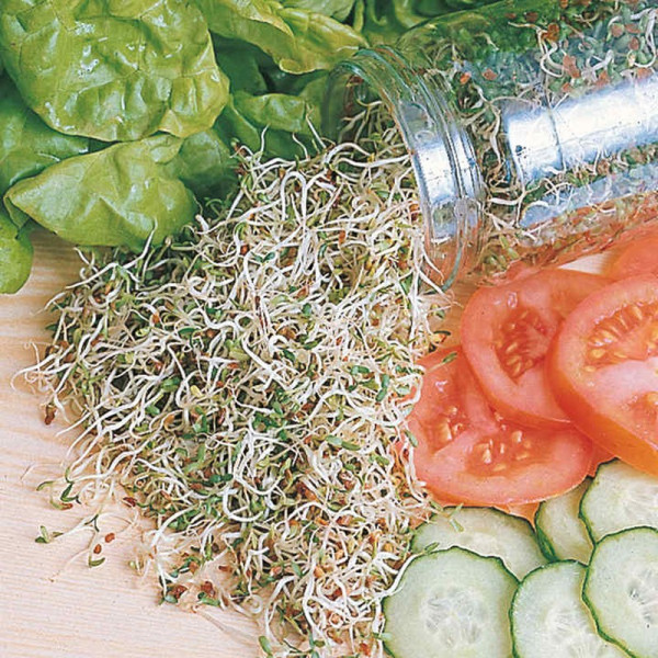Buy Alfalfa Sprouting Seeds Online - Plant Seeds