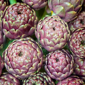 Artichoke Seeds Purple De Provence