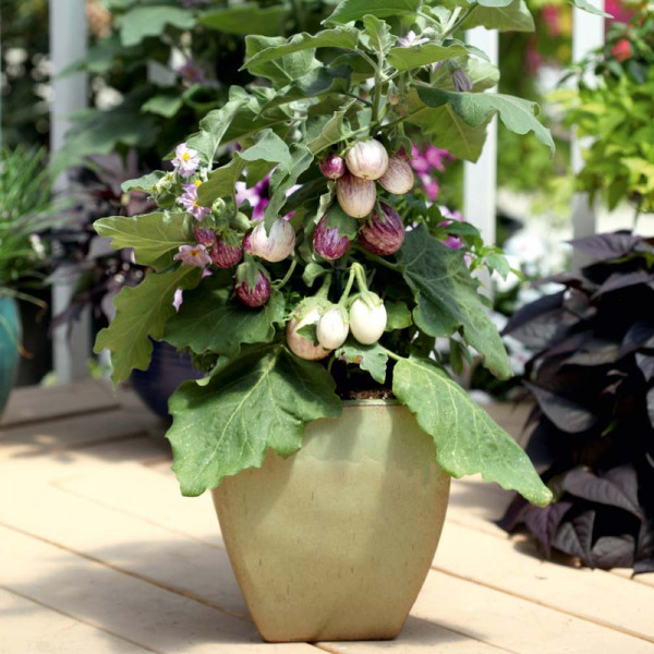 Buy Aubergine Seeds F1 Pinstripe Online - Plant Seeds