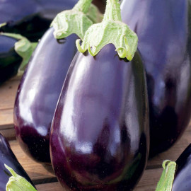 Aubergine Seeds Black Beauty