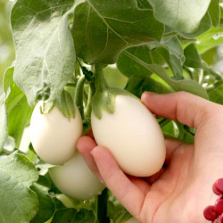 Aubergine Seeds Patio Mix