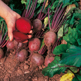 Beetroot Seeds Globe 2